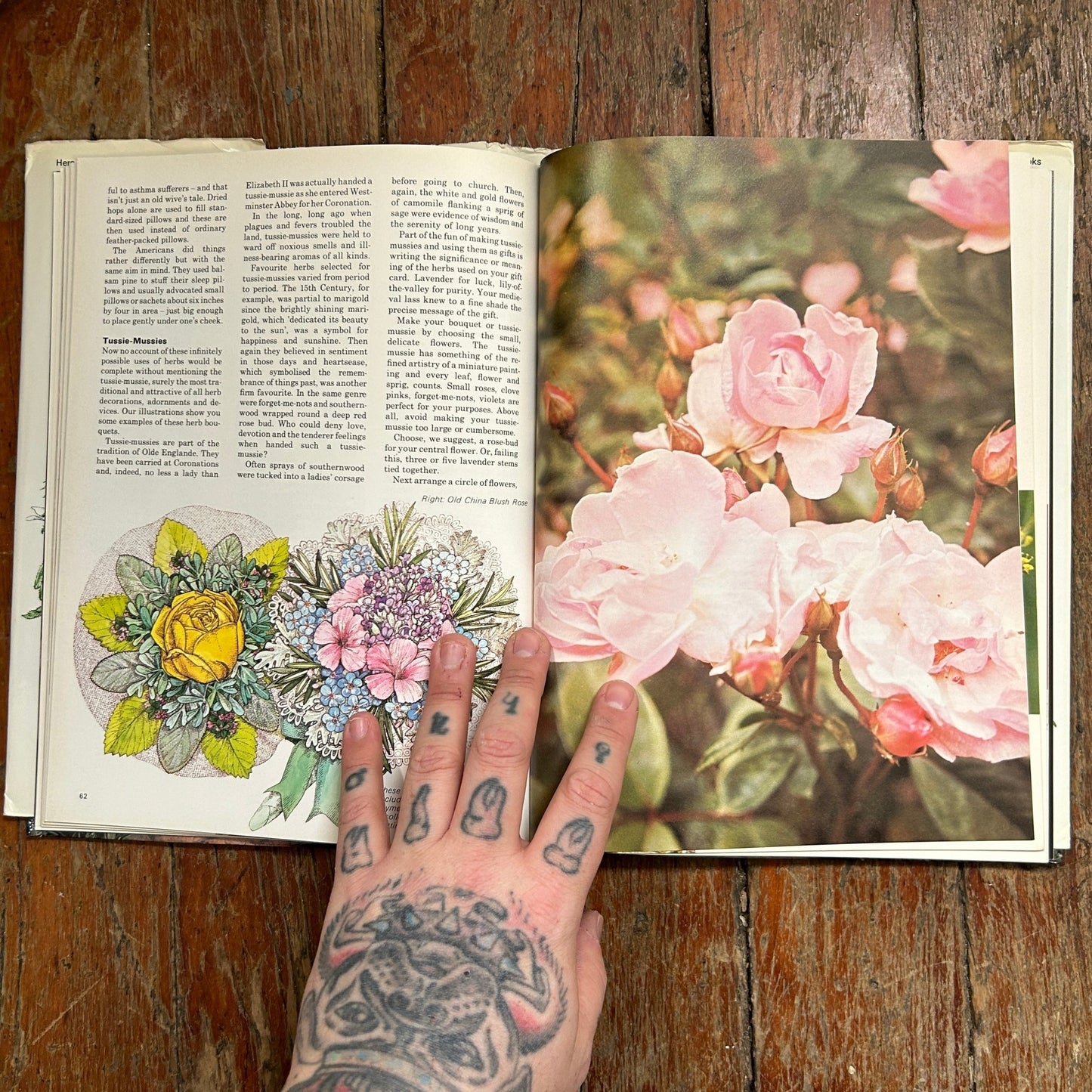 A Modern Herbal: how to grow, cook and use herbs - Apokrypha