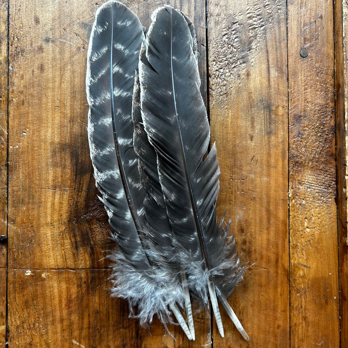 Turkey Feather