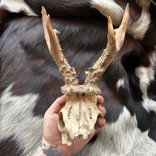 Roe Deer Antlers w/ Partial Skull