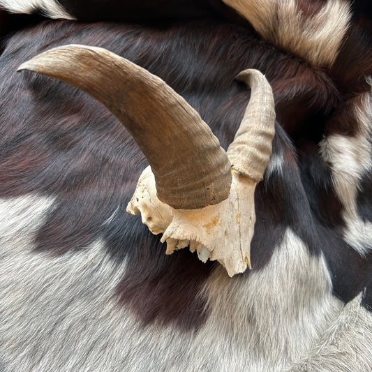Goat Horns w/ Partial Skull