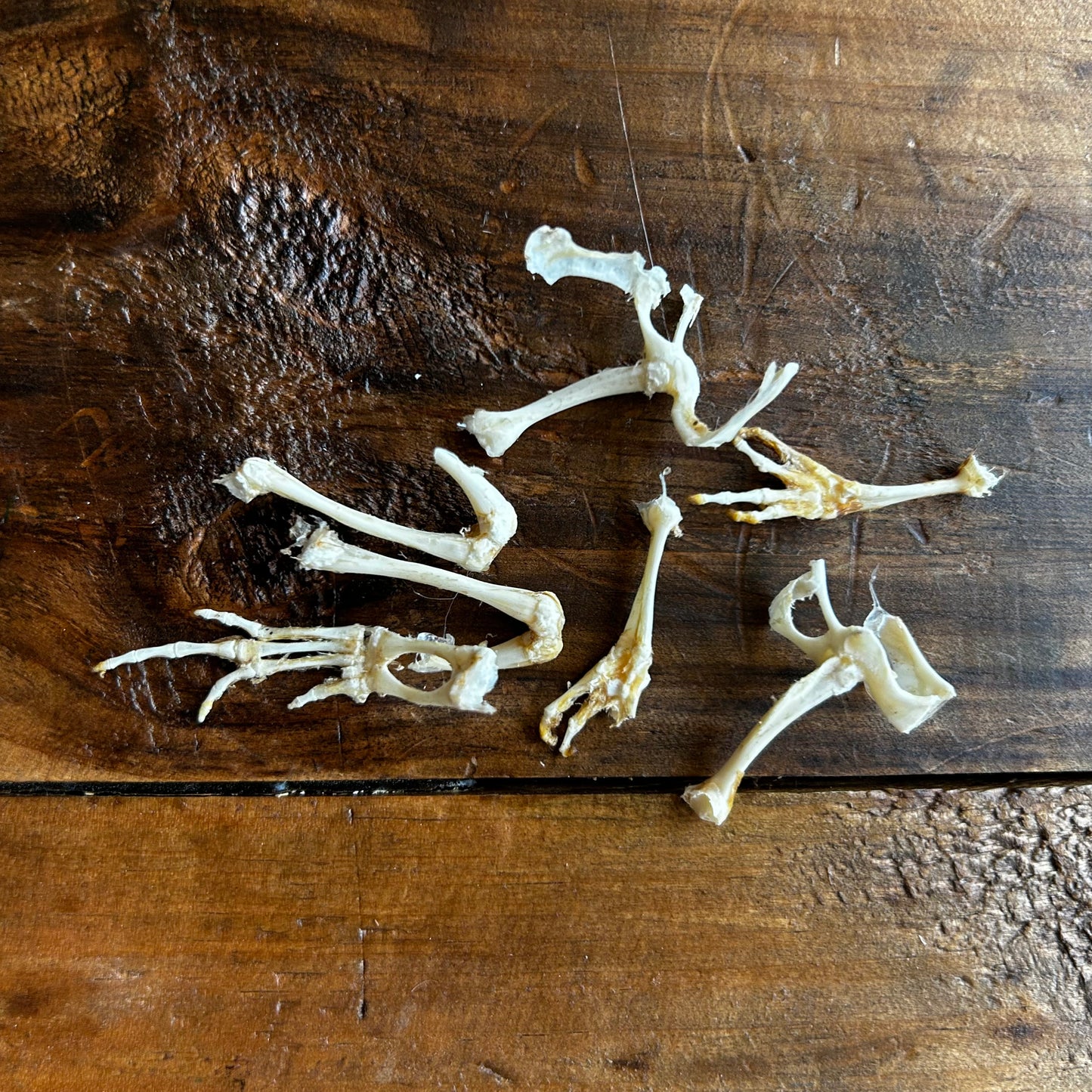 Toad Bones