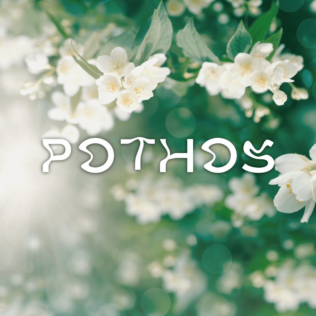 Pothos - Apokrypha