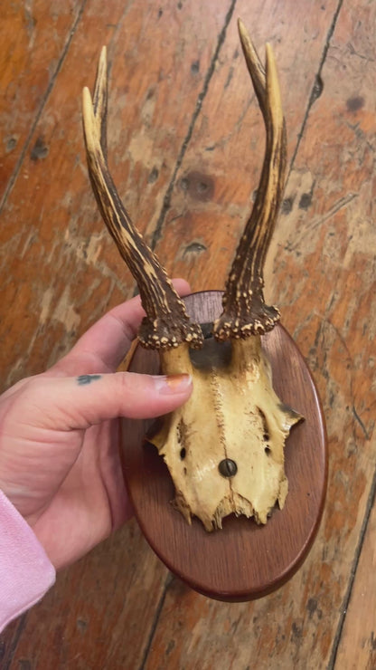 roe deer half skull mounted