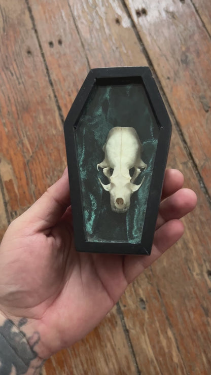 Weasel Skull Coffin Curio