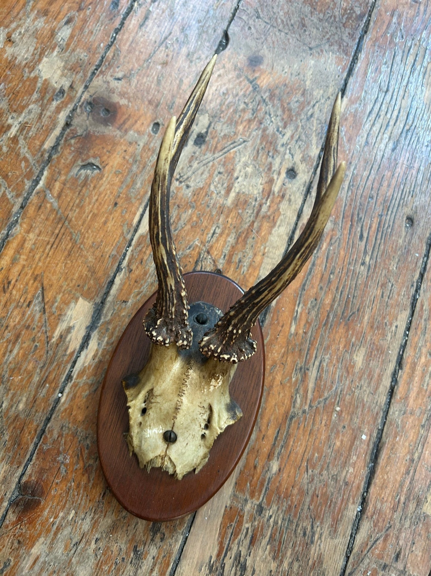 roe deer half skull mounted - Apokrypha