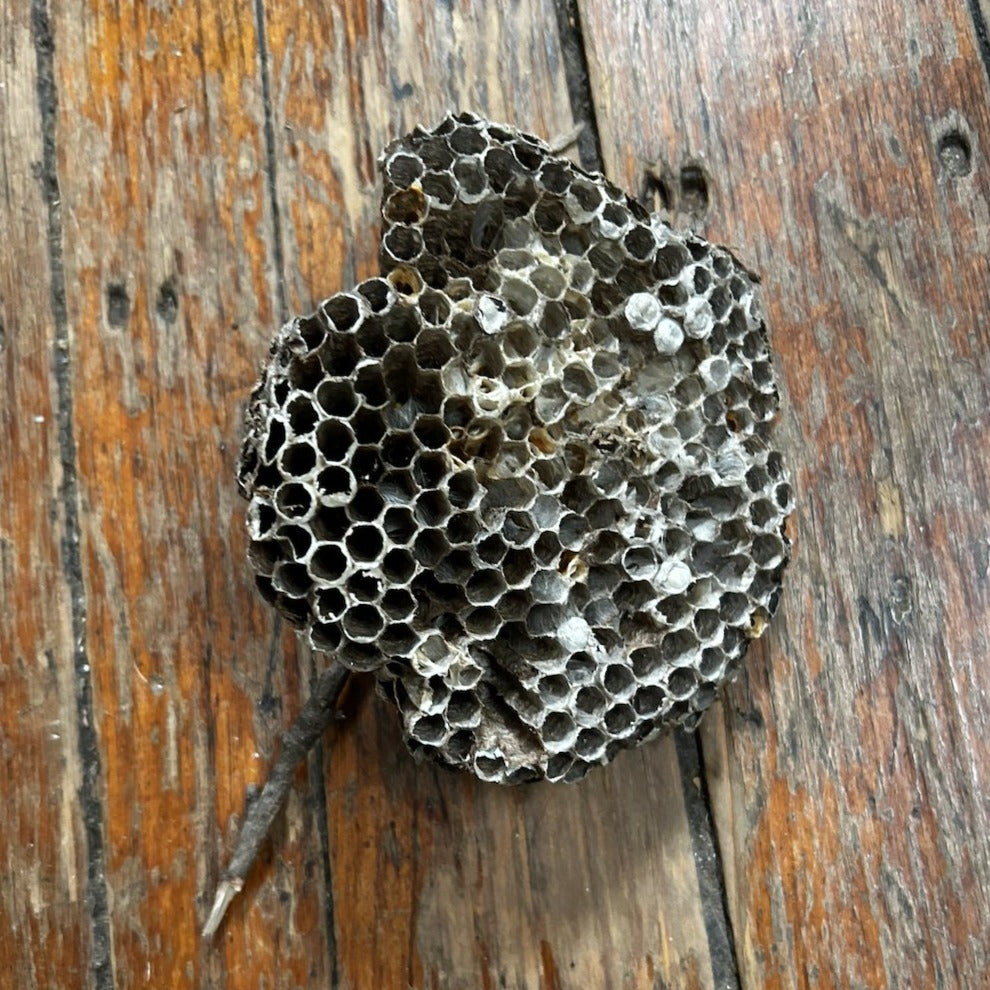 Large Wasp Nest - Apokrypha