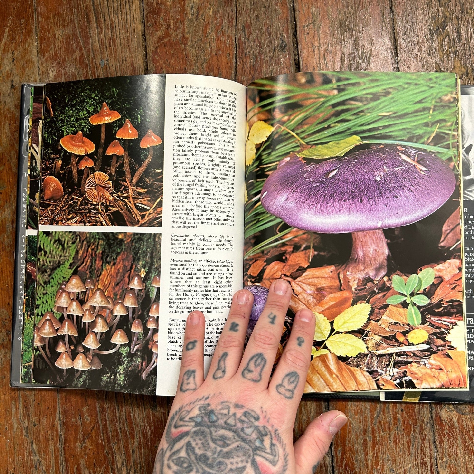 Mushrooms & Toadstools - Apokrypha