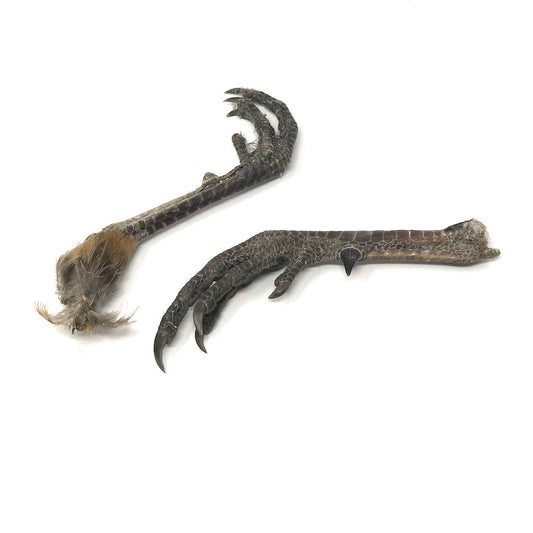 Pheasant Foot - Apokrypha