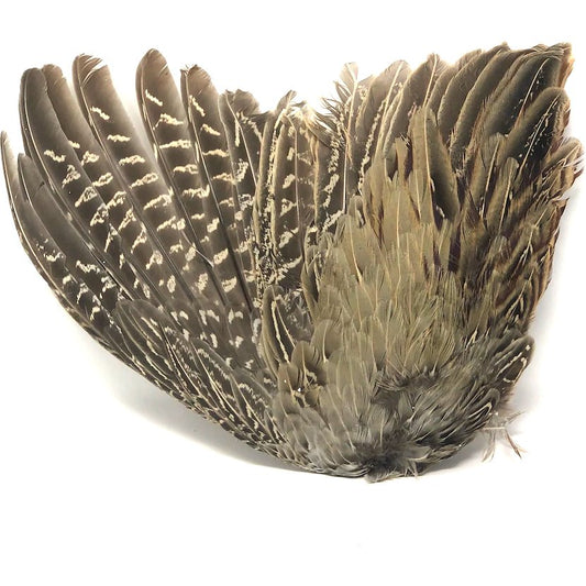Pheasant Wing - Apokrypha