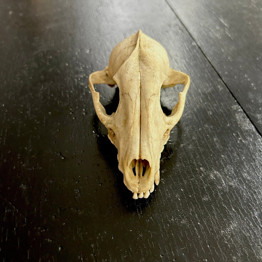 Raccoon Skull - Apokrypha