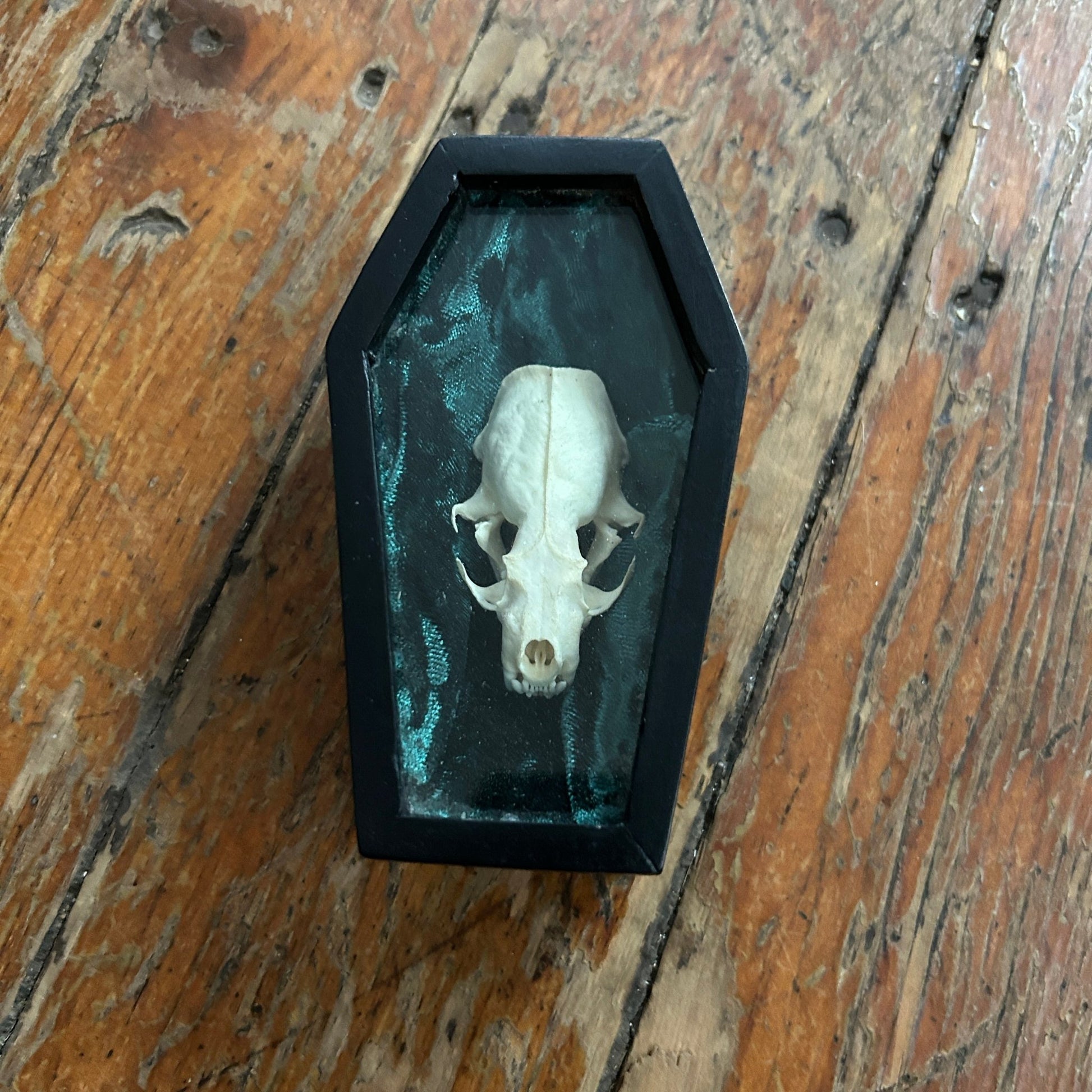 Weasel Skull Coffin Curio - Apokrypha
